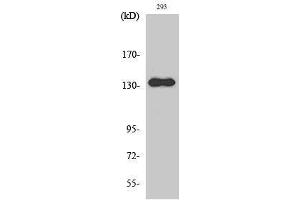 Western Blotting (WB) image for anti-Zinc Finger, MYND-Type Containing 8 (ZMYND8) (Internal Region) antibody (ABIN3186648) (ZMYND8 antibody  (Internal Region))