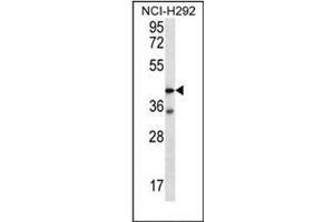Western blot analysis of F2RL2 Antibody (N-term) in NCI-H292 cell line lysates (35ug/lane). (F2RL2 antibody  (N-Term))