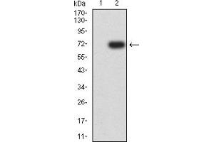 Western blot analysis using KRT13 mAb against HEK293-6e (1) and KRT13 (AA: 104-458)-hIgGFc transfected HEK293-6e (2) cell lysate. (Cytokeratin 13 antibody  (AA 104-458))