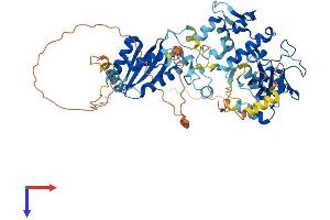 Poly (ADP-Ribose) Polymerase Family, Member 6 (PARP6) (AA 1-630) protein (His tag)