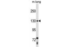 Western Blotting (WB) image for anti-Thyroid Hormone Receptor Associated Protein 3 (THRAP3) antibody (ABIN2998769)