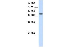 WB Suggested Anti-YARS Antibody Titration:  2.