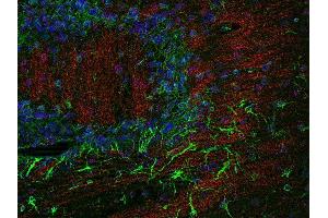 Indirect immunostaining of a PFA fixed, paraffin embedded mouse brain section with anti-claudin 11 (dilution 1 : 200; red) and chicken anti-GFAP (dilution 1 : 200; green).