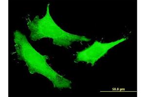 Immunofluorescence of purified MaxPab antibody to NUSAP1 on HeLa cell. (NUSAP1 antibody  (AA 1-226))