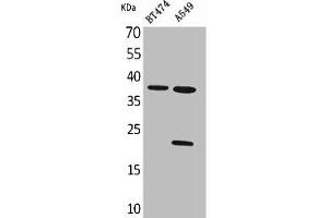 Western Blot analysis of BT474 A549 cells using IFN-α1 Polyclonal Antibody (IFNA1 antibody  (C-Term))