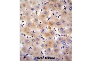 FBXO47 Antibody (N-term) (ABIN655283 and ABIN2844874) immunohistochemistry analysis in formalin fixed and paraffin embedded human liver tissue followed by peroxidase conjugation of the secondary antibody and DAB staining. (FBXO47 antibody  (N-Term))