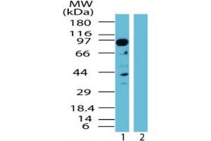 Image no. 1 for anti-TGF-beta Activated Kinase 1/MAP3K7 Binding Protein 3 (TAB3) (AA 50-100) antibody (ABIN207680) (TAB3 antibody  (AA 50-100))