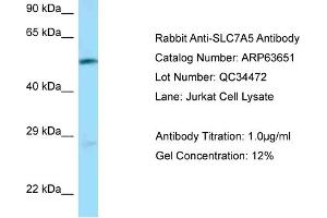 Western Blotting (WB) image for anti-Solute Carrier Family 7 (Cationic Amino Acid Transporter, Y+ System), Member 5 (SLC7A5) (N-Term) antibody (ABIN2789581) (SLC7A5 antibody  (N-Term))