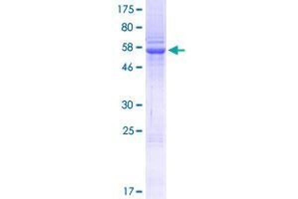 SETD3 Protein (AA 1-296) (GST tag)