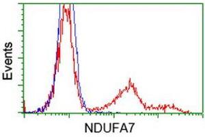 HEK293T cells transfected with either RC200534 overexpress plasmid (Red) or empty vector control plasmid (Blue) were immunostained by anti-NDUFA7 antibody (ABIN2454390), and then analyzed by flow cytometry. (NDUFA7 antibody)