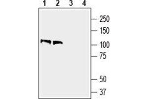 Western blot analysis of mouse brain lysate (lanes 1 and 3) and rat brain membranes (lanes 2 and 4): - 1,2. (Contactin 1 antibody  (Extracellular, N-Term))