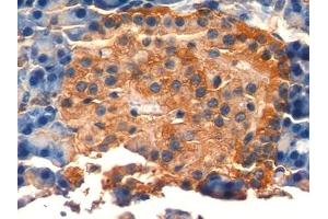 Detection of NSE in Rat Pancreas Tissue using Polyclonal Antibody to Enolase, Neuron Specific (NSE) (ENO2/NSE antibody  (AA 2-434))