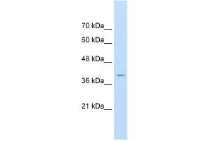 WB Suggested Anti-FKBP6 Antibody Titration:  1. (FKBP6 antibody  (Middle Region))
