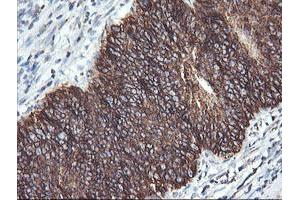 Immunohistochemistry (IHC) image for anti-Acetyl-CoA Acyltransferase 2 (ACAA2) antibody (ABIN1495723) (ACAA2 antibody)
