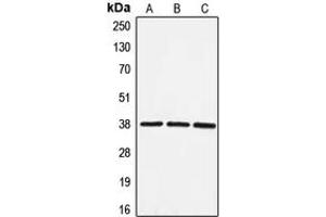 Western blot analysis of EIF3F expression in HeLa (A), HepG2 (B), NIH3T3 (C) whole cell lysates.
