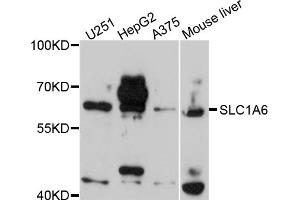 Western blot analysis of extracts of various cell lines, using SLC1A6 antibody. (SLC1A6 antibody)