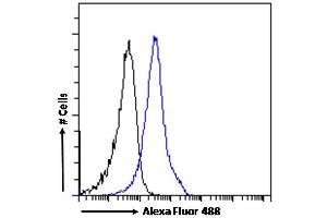 (ABIN185217) Flow cytometric analysis of paraformaldehyde fixed A431 cells (blue line), permeabilized with 0. (BAF53A and BAF53B (C-Term) antibody)