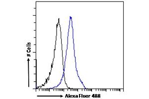 (ABIN185217) Flow cytometric analysis of paraformaldehyde fixed A431 cells (blue line), permeabilized with 0.