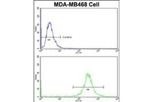 Flow cytometric analysis of MDA-M cells using VPS53 Antibody (N-term)(bottom histogram) compared to a negative control cell (top histogram)FITC-conjugated goat-anti-rabbit secondary antibodies were used for the analysis. (VPS53 antibody  (N-Term))