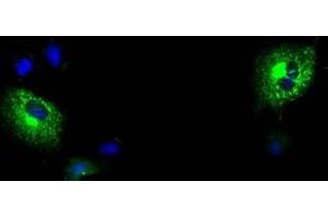 Anti-MPP3 mouse monoclonal antibody (ABIN2453327) immunofluorescent staining of COS7 cells transiently transfected by pCMV6-ENTRY MPP3 (RC208903). (MPP3 antibody)
