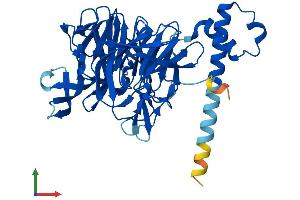 AlphaFold protein structure predicition of Human Recombinant KLHDC1 Protein, UniprotID Q8N7A1 (KLHDC1 Protein (AA 1-406) (His tag))