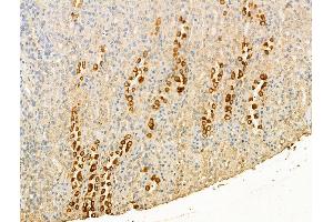 ABIN7094492 and ABIN7098541 at 1/100 staining Rat kidney tissue by IHC-P. (P-Selectin antibody  (C-Term))