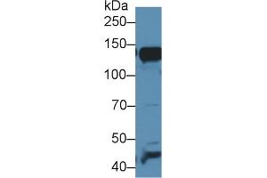 Western Blot; Sample: Mouse Liver lysate; Primary Ab: 1µg/ml Rabbit Anti-Mouse AAP Antibody Second Ab: 0.