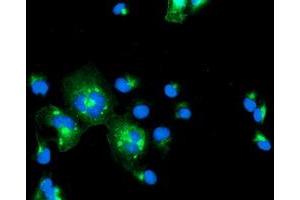 Immunofluorescence (IF) image for anti-Interferon Regulatory Factor 6 (IRF6) antibody (ABIN1498902) (IRF6 antibody)