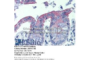 Immunohistochemistry (IHC) image for anti-Abhydrolase Domain Containing 5 (ABHD5) (C-Term) antibody (ABIN310342) (ABHD5 antibody  (C-Term))