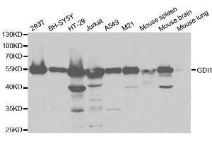Western blot analysis of extracts of various cell lines, using GDI1 antibody. (GDI1 antibody  (AA 188-447))