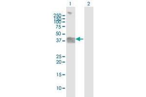 Western Blot analysis of OGN expression in transfected 293T cell line by OGN MaxPab polyclonal antibody.