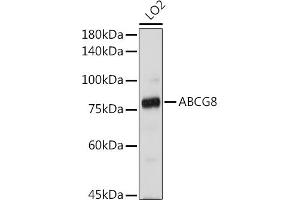 ABCG8 antibody  (AA 1-320)