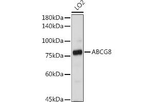 Western blot analysis of extracts of LO2 cells, using  antibody (ABIN3022642, ABIN3022643, ABIN3022644 and ABIN6219013) at 1:1000 dilution. (ABCG8 antibody  (AA 1-320))