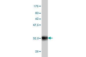 Western Blotting (WB) image for anti-POU Class 3 Homeobox 2 (POU3F2) (AA 1-67) antibody (ABIN562322)