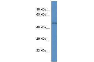 WB Suggested Anti-Slc35f3 Antibody   Titration: 1. (SLC35F3 antibody  (C-Term))