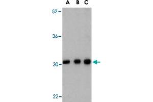 Western blot analysis of BCAP31 in Ramos cell lysate with BCAP31 polyclonal antibody  at (A) 0.