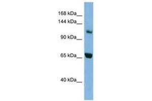 Image no. 1 for anti-Myosin IE (MYO1E) (C-Term) antibody (ABIN6741804) (MYO1E antibody  (C-Term))