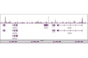 Sox2 antibody (pAb) tested by ChIP-Seq. (SOX2 antibody  (C-Term))