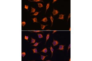 Immunofluorescence analysis of L929 cells using GBAS antibody (ABIN7267391) at dilution of 1:100. (GBAS antibody  (AA 1-50))