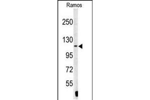 Western blot analysis of XPOT antibody in Ramos cell line lysates (35ug/lane) (XPOT antibody  (N-Term))