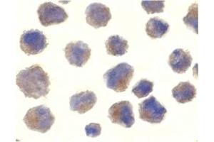 Immunohistochemistry (IHC) image for anti-Beta-secretase 1 (BACE1) (C-Term) antibody (ABIN1030276) (BACE1 antibody  (C-Term))