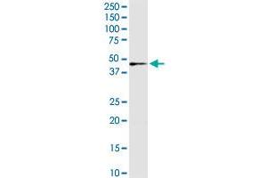 IDH3G MaxPab rabbit polyclonal antibody. (IDH3G antibody  (AA 1-393))