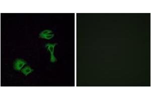 Immunofluorescence analysis of A549 cells, using OR51A2 Antibody.