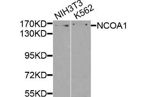 Western blot analysis of extracts of NIH3T3 and K562 cells, using NCOA1 antibody. (NCOA1 antibody)