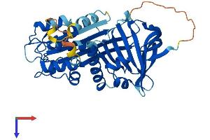 Serine (Or Cysteine) Peptidase Inhibitor, Clade B (Ovalbumin), Member 11 (SERPINB11) (AA 1-388) protein (His tag)