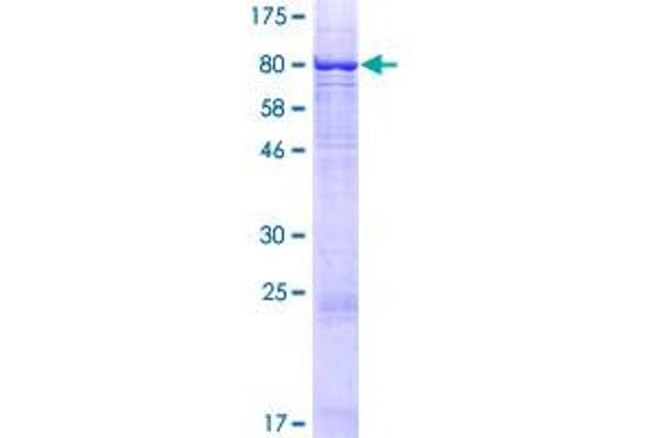 ST7 Protein (AA 1-547) (GST tag)