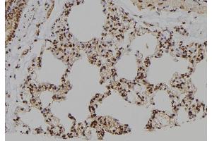 ABIN6276706 at 1/100 staining Rat lung tissue by IHC-P. (Caspase 7 antibody  (N-Term))