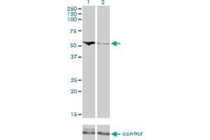 Western Blotting (WB) image for anti-Cytidine and DCMP Deaminase Domain Containing 1 (CDADC1) (AA 423-515) antibody (ABIN466247) (CDADC1 antibody  (AA 423-515))
