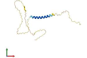 AlphaFold protein structure predicition of Mouse Recombinant Gypa Protein, UniprotID P14220 (CD235a/GYPA Protein (AA 1-168) (His tag))