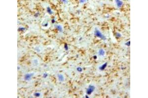IHC-P analysis of Brain tissue, with DAB staining. (Pronociceptin (AA 20-176) antibody)